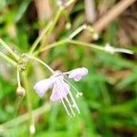 Epilobium angustifoliumFlower