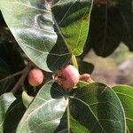 Ficus ingens Fruit