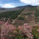 Erica erigena Blüte