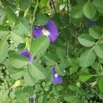 Clitoria ternatea Fleur