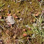 Sedum cespitosum Yeri
