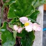 Begonia formosana Flower