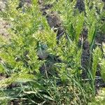 Trisetum paniceum 葉