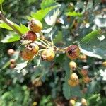 Crataegus douglasii Frucht