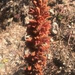 Orobanche rapum-genistae Flor
