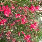 Grevillea rosmarinifolia Flor