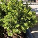 Picea omorikaLeaf