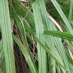 Molinia caerulea Leaf