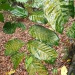 Nephelium ramboutan-ake Leaf