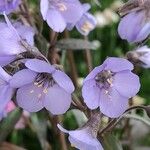 Polemonium caeruleum Flor