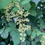 Humulus scandens 花