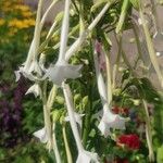 Nicotiana sylvestrisBlodyn