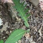 Cirsium tuberosum पत्ता