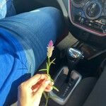 Celosia spicata Hoja