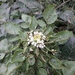 Nasturtium officinale Gyümölcs