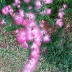Calliandra selloi Blüte