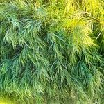 Acacia cognata Fuelha