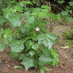 Pavonia columella Plante entière