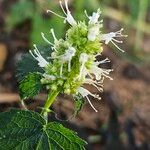 Agastache rugosa Flor