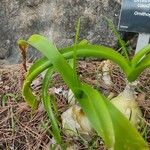 Albuca bracteata Leht