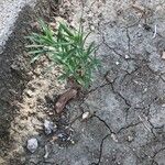 Erigeron bonariensis Hoja