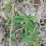 Euphorbia nutans Flors