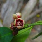 Garcinia pedicellata Flor