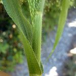 Panicum miliaceum Hoja