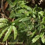 Adiantum hispidulum Sonstige