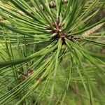 Pinus jeffreyi Φύλλο