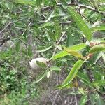 Prunus dulcis Plod