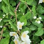 Philadelphus coronariusFlower