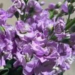 Matthiola incana Fiore