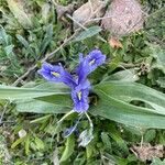 Iris planifolia Çiçek