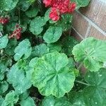 Pelargonium zonale List