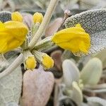 Phlomis olivieri फूल
