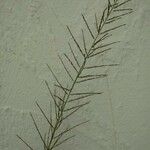 Eragrostis plana