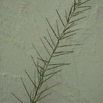Eragrostis plana Blatt
