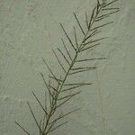 Eragrostis plana Leaf