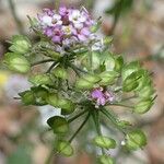 Iberis pinnata Habitus