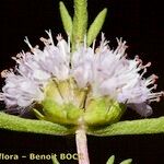 Mentha cervina Flower