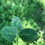 Trifolium spumosum Feuille