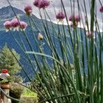 Allium ledebourianum Flower