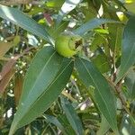 Syzygium jambos Frunză