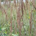 Calamagrostis epigejosFruit