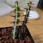 Euphorbia aeruginosa Blatt