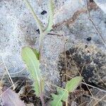 Crepis kotschyana Leaf