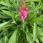 Verbascum phoeniceum 整株植物