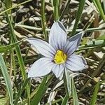 Sisyrinchium idahoense ᱵᱟᱦᱟ