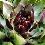 Cynara cardunculusBloem